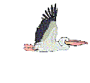 flying_crane
